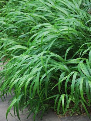 Hakonechloa macra (Japanese Forest Grass)