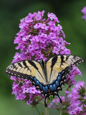 Phlox paniculata 'Jeana' (Summer Phlox)