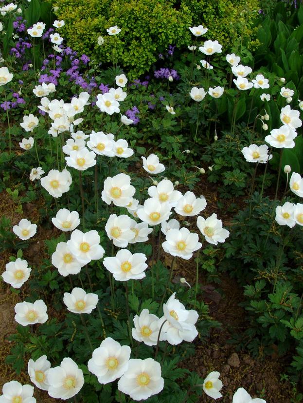 Snowdrop Anemone (Anemone sylvestris)