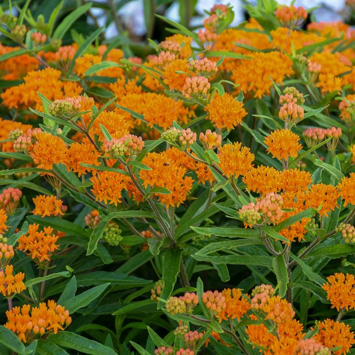 Butterfly Weed (Asclepias tuberosa), orange flowers