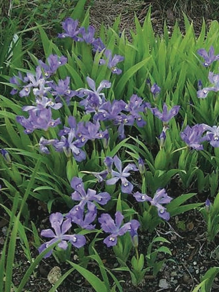 Iris cristata (Dwarf Crested Iris)