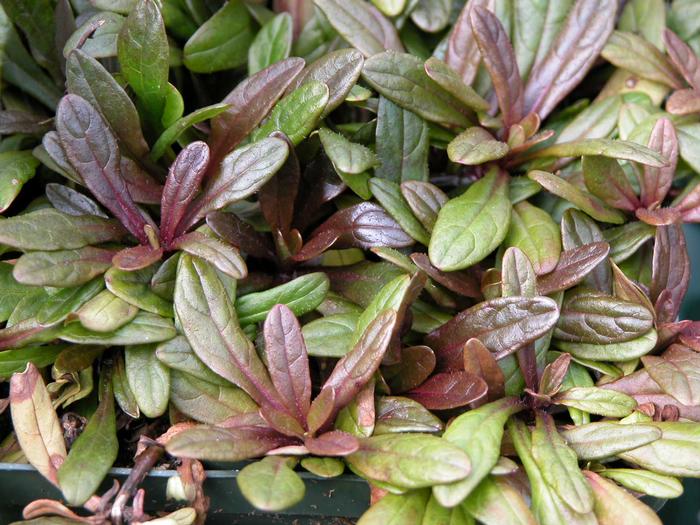 Ajuga x 'Chocolate Chip' (Bugle Weed) perennial