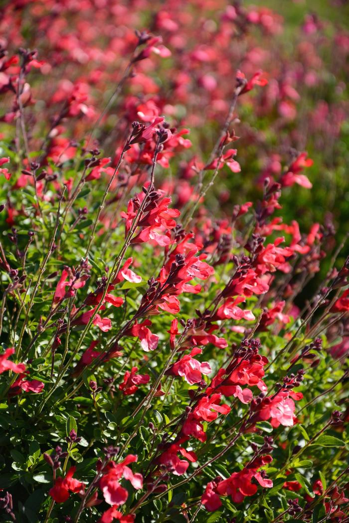 Autumn Sage (Salvia greggii Arctic Blaze® Red), red flowers