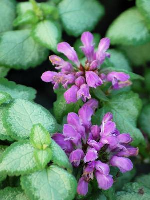 Lamium maculatum 'Beacon Silver' (Dead Nettle)