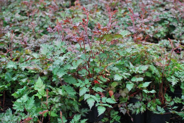 Astilbe x 'Delft Lace' (False Spirea)