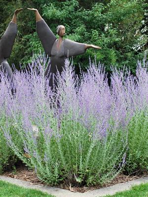 Perovskia atriplicifolia (Russian Sage)