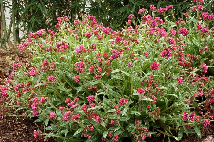 Pulmonaria x 'Raspberry Splash' (Lungwort)