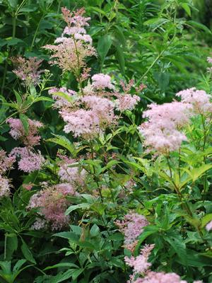 Queen of the Prairie (Filipendula rubra 'Venusta')