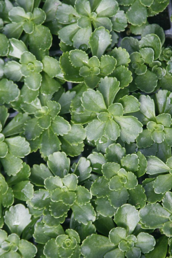 Sedum kamtschaticum (Stonecrop)