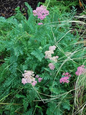 Achillea millefolium Oertel's Rose (Yarrow) perennial