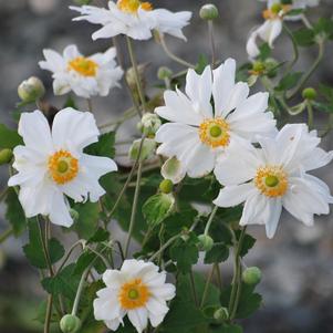 Anemone x hybrida 'Whirlwind' (Windflower) perennial