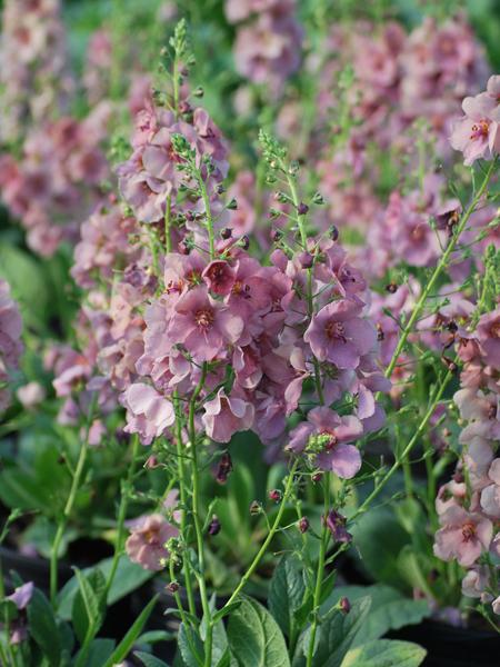 Verbascum x 'Plum Smokey' (Mullein)