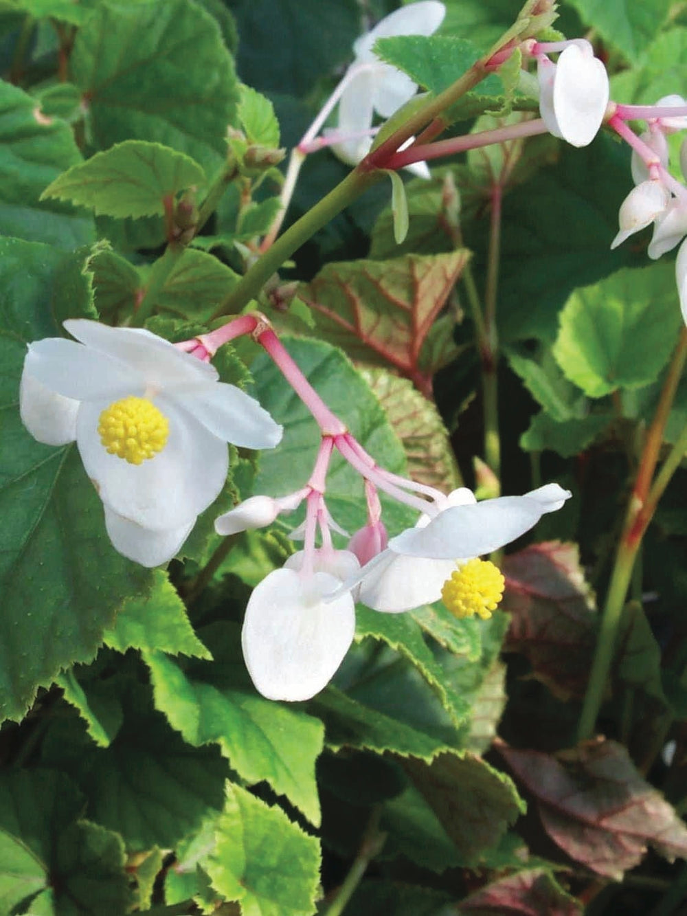 Begonia grandis 'Alba' (Hardy Begonia), white flowers