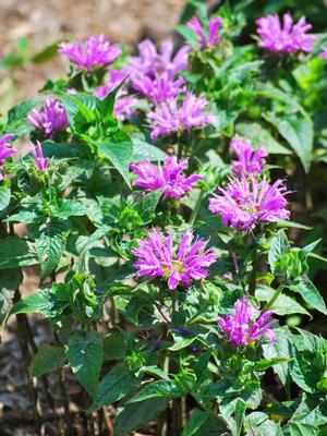 Monarda didyma 'Petite Delight' (Dwarf Bee Balm)