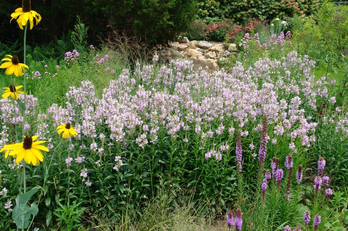 Physostegia virginiana 'Pink Manners' (Obedient Plant)