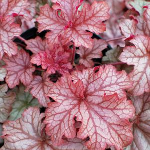 Heuchera x villosa 'Carnival Peach Parfait' (Coral Bells)