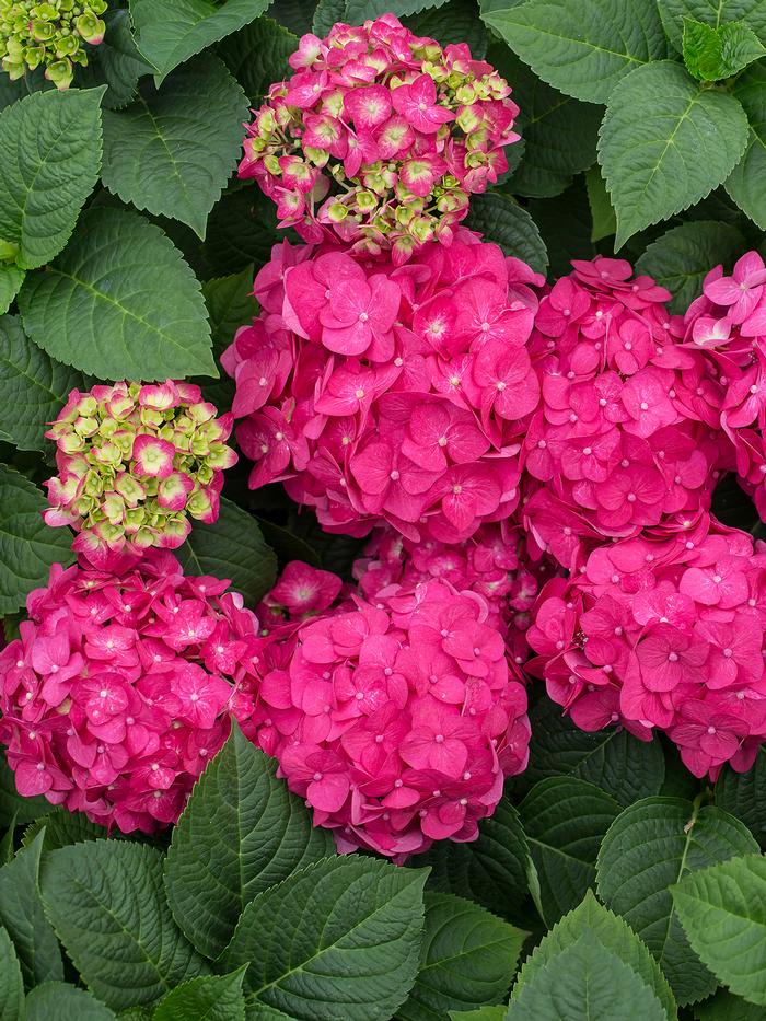 Hydrangea m. Summer Crush®