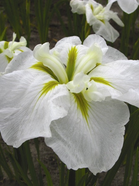 Iris ensata 'Moonlight Waves' (Japanese Iris)