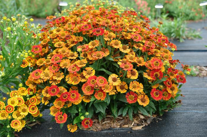 Helenium autumnale Mariachi™'Salsa' (Helen's Flower, Sneezeweed)