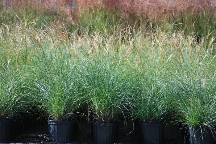 Adagio Grass (Miscanthus sinensis 'Adagio') perennial