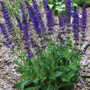 Salvia nemorosa 'May Night' (Sage)