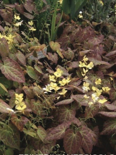 Epimedium versicolor 'Sulphureum' (Barrenwort)