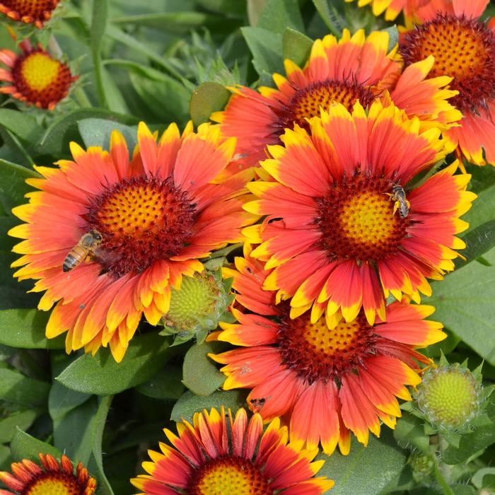 Gaillardia x grandiflora 'Arizona Sun' (Blanket Flower)