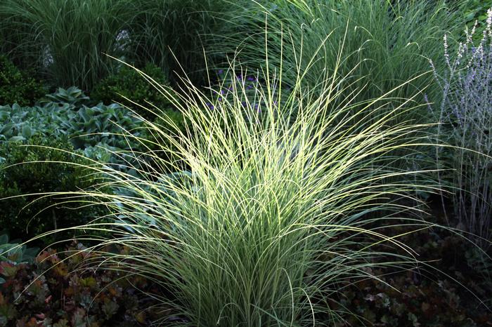 Miscanthus sinensis 'Morning Light' (Variegated Maiden Grass)