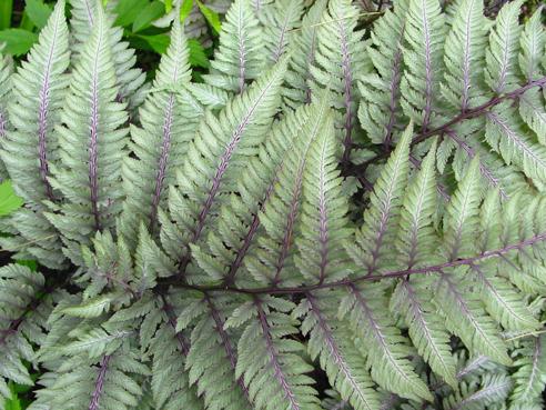 Japanese Painted Fern (Athyrium niponicum var. pictum)