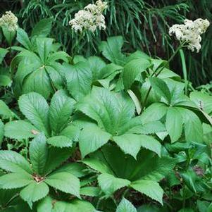 Rodger's Flower (Rodgersia aesculifolia)