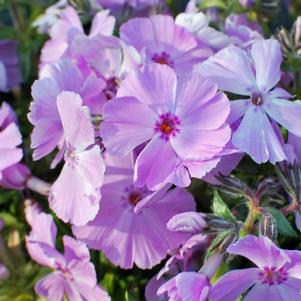 Phlox subulata Phlox Trot™Pink (Moss Phlox)