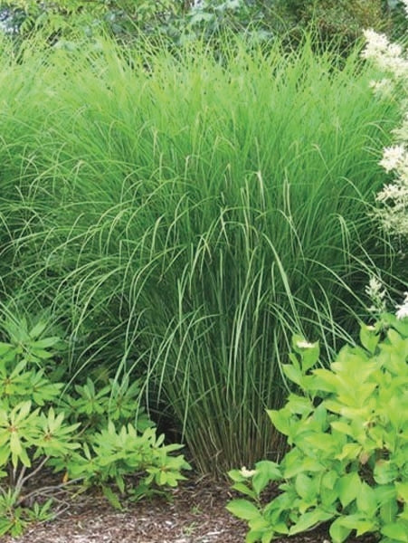 Maiden Grass (Miscanthus sinensis 'Gracillimus')