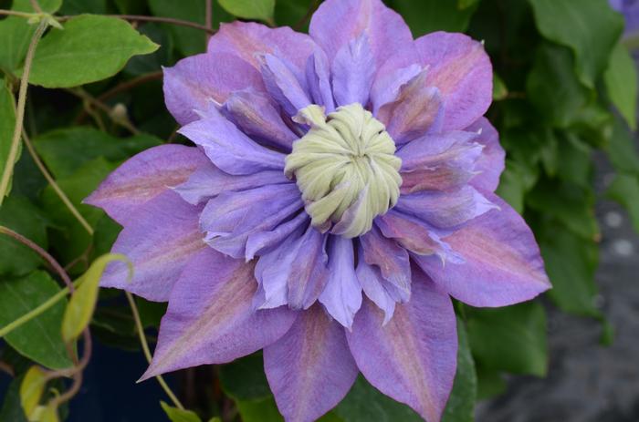 Clematis Diamantina™ (Hybrid Clematis), purple flower