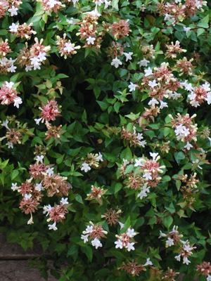 Abelia red Rose Creek perennial