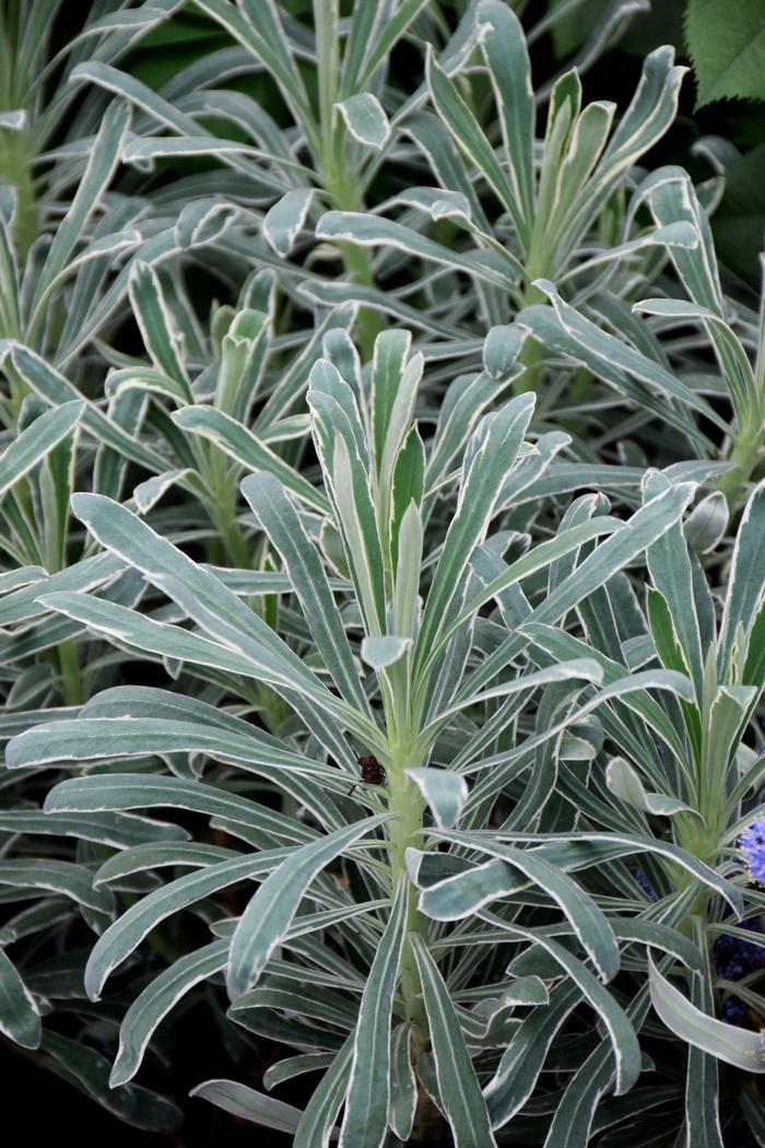 Mediterranean Spurge (Euphorbia characias 'Glacier Blue')