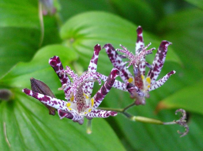 Tricyrtis x 'Sinonome' (Toad Lily)