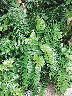 Japanese Holly Fern (Cyrtomium falcatum 'Rochfordianum')