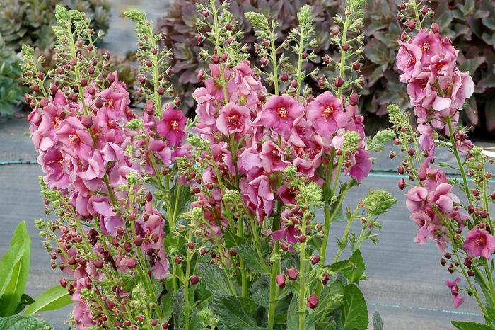 Verbascum x 'Plum Smokey' (Mullein)