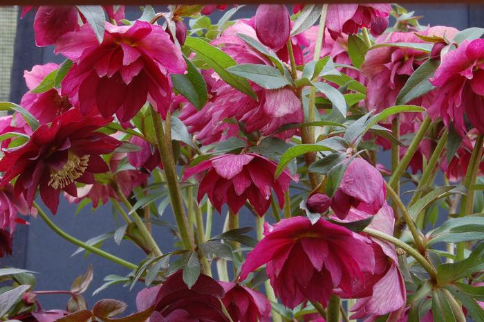 Helleborus W.J. 'Red Sapphire' (Winter Jewels® Series Lenten Rose)