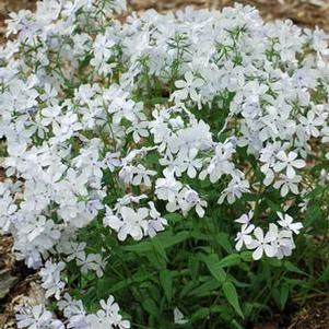 Phlox divaricata 'May Breeze' (Woodland Phlox)