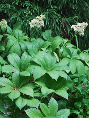 Rodger's Flower (Rodgersia aesculifolia)