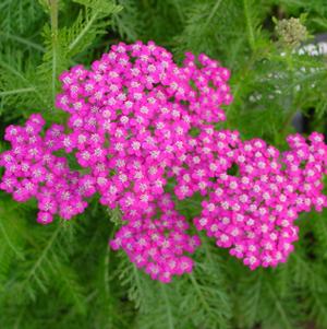 Achillea millefolium Oertel's Rose (Yarrow) perennial