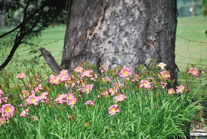 Hemerocallis 'Rosy Returns' (Daylily)