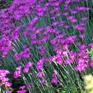 Dianthus gratianopolitanus 'Firewitch' (Garden Pinks), pink flowers