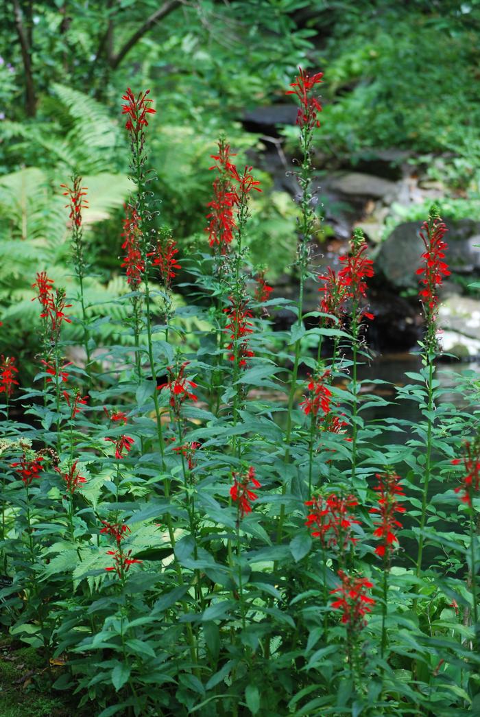 Red Cardinal Flower (Lobelia cardinalis)