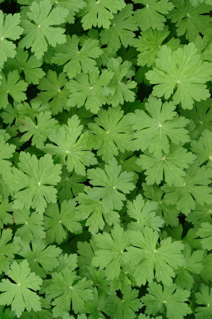 Geranium macrorrhizum 'Bevan's Variety' (Bigroot Geranium)