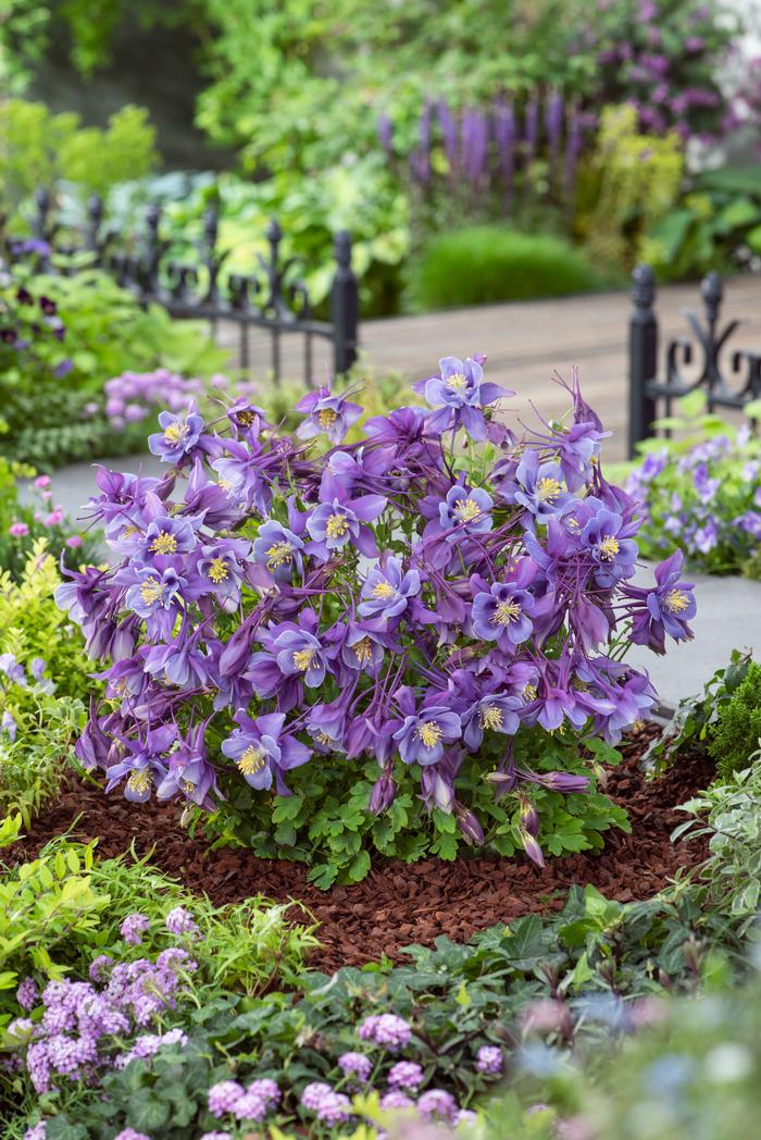 Aquilegia Earlybird™Purple Blue (Columbine) perennial, purple flowers