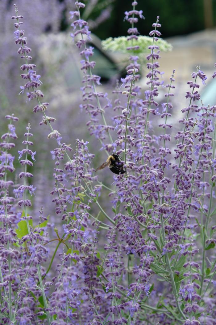 Dwarf Russian Sage (Perovskia atriplicifolia 'Little Spire')