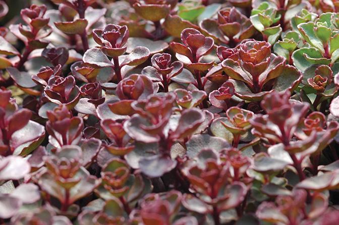 Sedum spurium 'Voodoo' (Stonecrop)