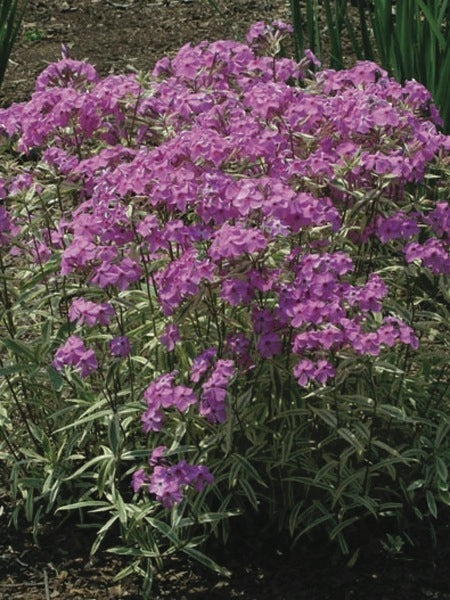 Smooth Phlox (Phlox glaberrima 'Triple Play')